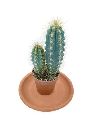 Pilosocereus Azureus Sütun Kaktüs 