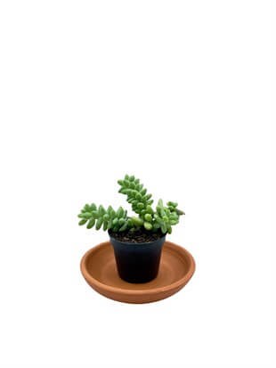 Sedum Morganianum Burrito (At Kuyruğu) Sukulent