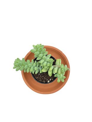 Sedum Morganianum Burrito (At Kuyruğu) Sukulent