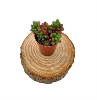 Sedum Rubrotinctum Sukulent (Jelibon)