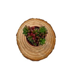 Sedum Rubrotinctum Sukulent (Jelibon)