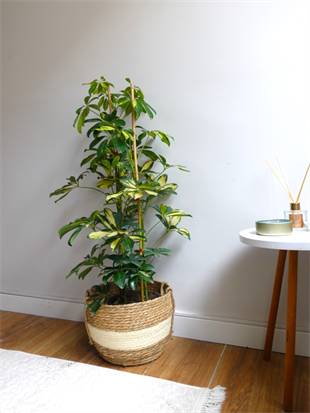 Şeflera Bitkisi 2 Gövdeli 110 - 130 Cm Schefflera Arboricola