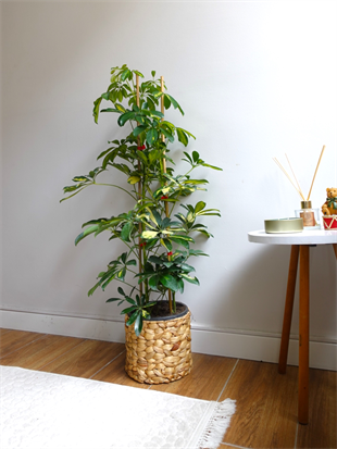 Şeflera Bitkisi 2 Gövdeli 110 - 130 Cm Schefflera Arboricola