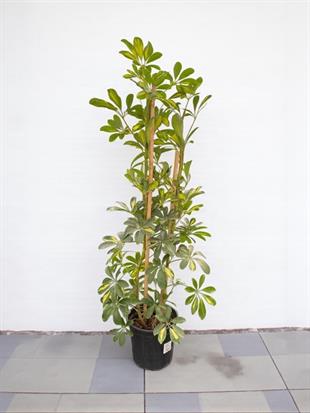 Şeflera Bitkisi 2 Gövdeli 110 - 130 Cm Schefflera Arboricola