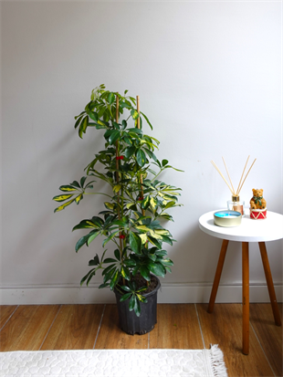 Şeflera Bitkisi 2 Gövdeli 110 - 130 Cm Schefflera Arboricola