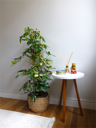 Şeflera Bitkisi 2 Gövdeli 110 - 130 Cm Schefflera Arboricola