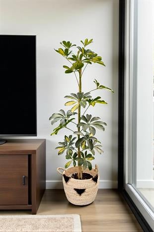 Şeflera Bitkisi (Tek Gövde) Schefflera Arboricola