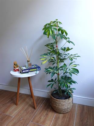 Şeflera Bitkisi (Tek Gövde) Schefflera Arboricola