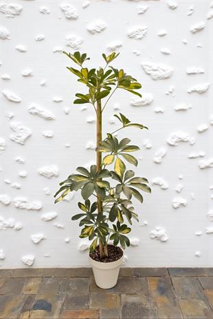 Şeflera Bitkisi (Tek Gövde) Schefflera Arboricola