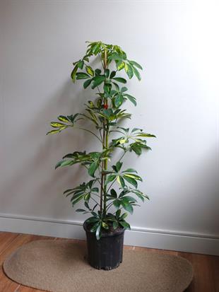 Şeflera Bitkisi (Tek Gövde) Schefflera Arboricola