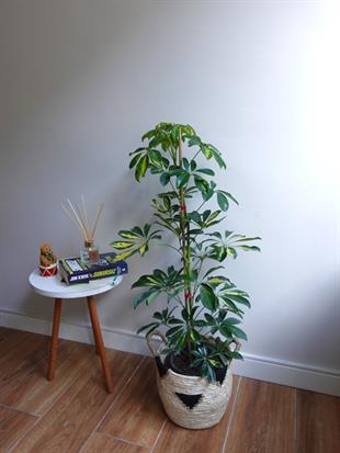 Şeflera Bitkisi (Tek Gövde) Schefflera Arboricola