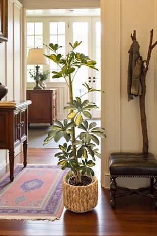 Şeflera Bitkisi (Tek Gövde) Schefflera Arboricola