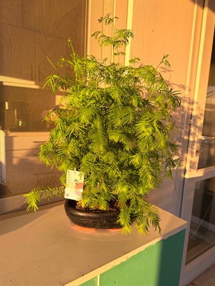 Sekoya Bonsai (Metasequoia) Su Ladini – Seramik Saksısında Zamansız Bir Orman Esintisi 🌳