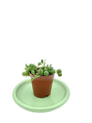 Senecio Rowleyanus String of Pearls (Tespih Çiçeği, İnci Tanesi) Çap 5.5