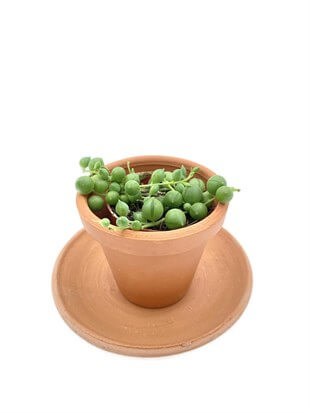 Senecio Rowleyanus String of Pearls (Tespih Çiçeği, İnci Tanesi) Çap 5.5