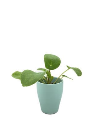 Seramik Saksıda Pilea Peperomioides Çin Para Bitkisi