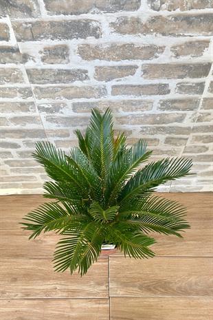 Sikas Japon Palmiyesi Cycas Revoluta