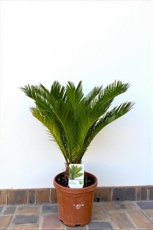 Sikas Japon Palmiyesi Cycas Revoluta