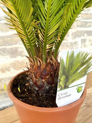 Sikas Japon Palmiyesi Cycas Revoluta