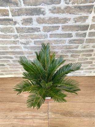 Sikas Japon Palmiyesi Cycas Revoluta