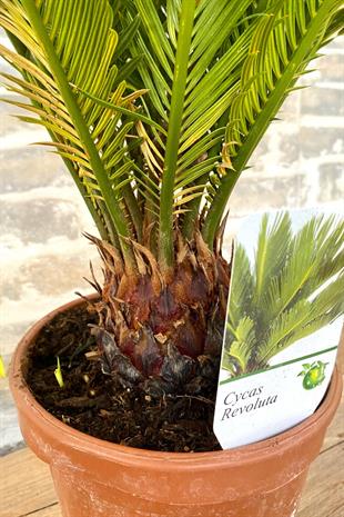 Sikas Japon Palmiyesi Cycas Revoluta