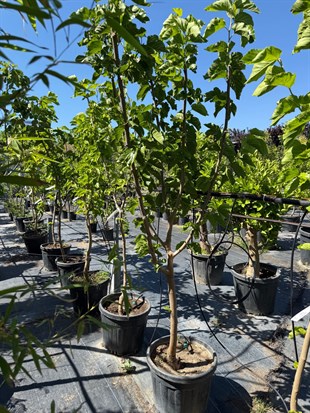 Siyah Dut Ağacı (Morus Nigra) 150 - 200 cm Meyveli – Dalından Taze Lezzet 🌳