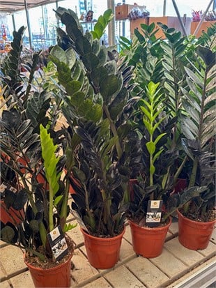 Siyah Zamia Raven 70-80 cm  (Zamioculcas) – Doğanın Siyah İncisi 🖤