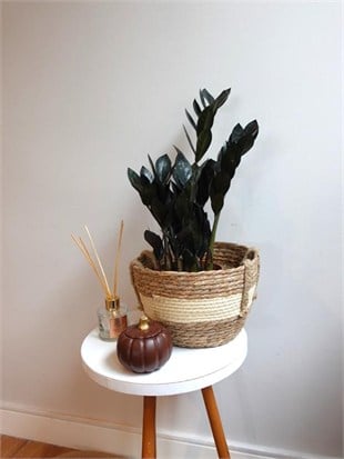 Siyah Zamia Raven 70-80 cm  (Zamioculcas) – Doğanın Siyah İncisi 🖤