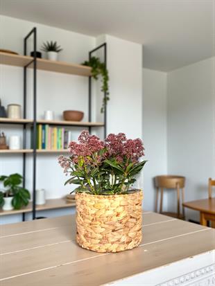 Skimmia Japonica Rubelle Kırmızı Köpük Çalısı