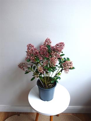 Skimmia Japonica Rubelle Kırmızı Köpük Çalısı