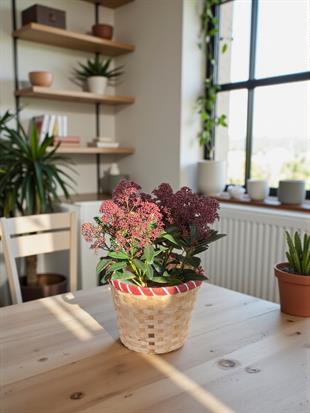 Skimmia Japonica Rubelle Kırmızı Köpük Çalısı