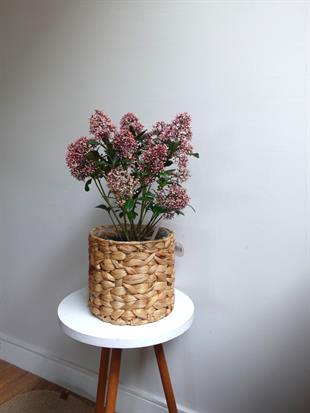 Skimmia Japonica Rubelle Kırmızı Köpük Çalısı