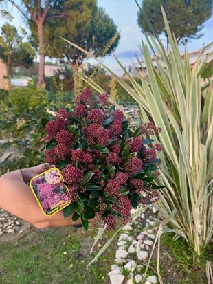 Skimmia Japonica Rubelle XL Büyük Boy Kırmızı Köpük Çalısı