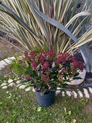 Skimmia Japonica Rubelle XL Büyük Boy Kırmızı Köpük Çalısı