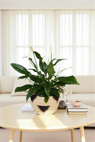 Spatifilyum - Yelken Çiçeği - Barış Çiçeği Spathiphyllum