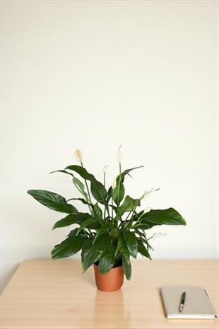 Spatifilyum - Yelken Çiçeği - Barış Çiçeği Spathiphyllum