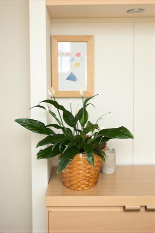 Spatifilyum - Yelken Çiçeği - Barış Çiçeği Spathiphyllum