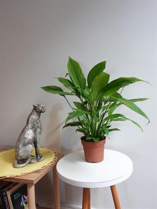 Spatifilyum - Yelken Çiçeği - Barış Çiçeği Spathiphyllum