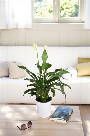 Spatifilyum - Yelken Çiçeği - Barış Çiçeği Spathiphyllum