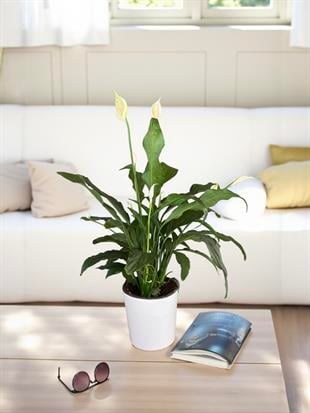 Spatifilyum - Yelken Çiçeği - Barış Çiçeği Spathiphyllum