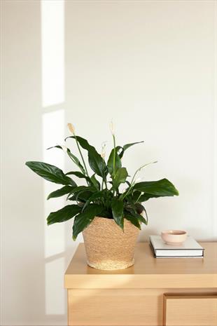 Spatifilyum - Yelken Çiçeği - Barış Çiçeği Spathiphyllum