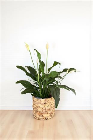 Spatifilyum - Yelken Çiçeği - Barış Çiçeği Spathiphyllum