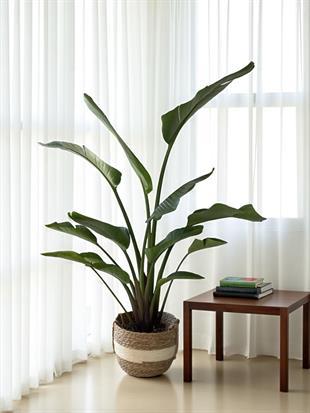 Starliçe 2 Gövdeli Large 140-160 Cm (Cennet Kuşu Sterliçya)