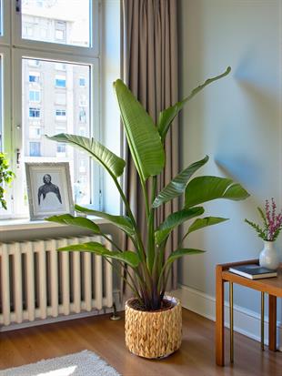 Starliçe 2 Gövdeli Large 140-160 Cm (Cennet Kuşu Sterliçya)