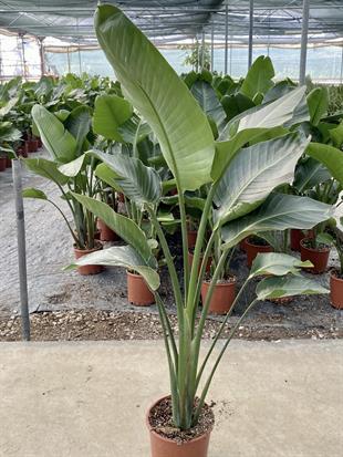 Starliçe 2 Gövdeli Large 140-160 Cm (Cennet Kuşu Sterliçya)