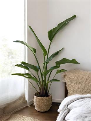 Starliçe 2 Gövdeli Large 140-160 Cm (Cennet Kuşu Sterliçya)