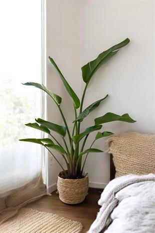 Starliçe 2 Gövdeli Large 130-150Cm (Cennet Kuşu Sterliçya)