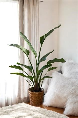 Starliçe 2 Gövdeli Large 130-150Cm (Cennet Kuşu Sterliçya)