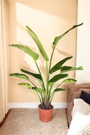 Starliçe 2 Gövdeli Large 130-150Cm (Cennet Kuşu Sterliçya)