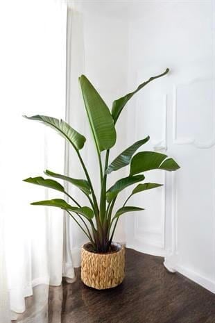 Starliçe 2 Gövdeli Large 130-150Cm (Cennet Kuşu Sterliçya)